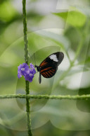 The Producers - growers of fine vegetables and herbs