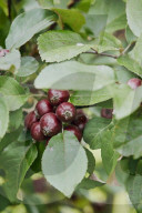 The Producers - growers of fine vegetables and herbs