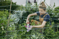 The Producers - growers of fine vegetables and herbs
