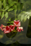 The Producers - growers of fine vegetables and herbs