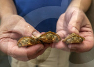 FEATURE - Gute Chancen für den Artenschutz - Im Tennessee Aquarium ist Nachwuchs bei zwei sehr seltenen Schildkrötenarten zu verzeichnen