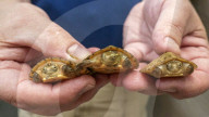 FEATURE - Gute Chancen für den Artenschutz - Im Tennessee Aquarium ist Nachwuchs bei zwei sehr seltenen Schildkrötenarten zu verzeichnen