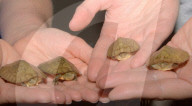 FEATURE - Gute Chancen für den Artenschutz - Im Tennessee Aquarium ist Nachwuchs bei zwei sehr seltenen Schildkrötenarten zu verzeichnen