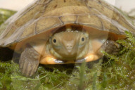 FEATURE - Gute Chancen für den Artenschutz - Im Tennessee Aquarium ist Nachwuchs bei zwei sehr seltenen Schildkrötenarten zu verzeichnen