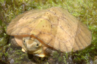 FEATURE - Gute Chancen für den Artenschutz - Im Tennessee Aquarium ist Nachwuchs bei zwei sehr seltenen Schildkrötenarten zu verzeichnen