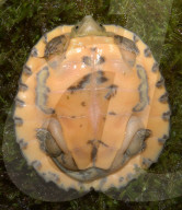FEATURE - Gute Chancen für den Artenschutz - Im Tennessee Aquarium ist Nachwuchs bei zwei sehr seltenen Schildkrötenarten zu verzeichnen