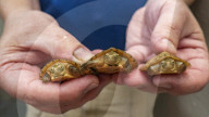 FEATURE - Gute Chancen für den Artenschutz - Im Tennessee Aquarium ist Nachwuchs bei zwei sehr seltenen Schildkrötenarten zu verzeichnen