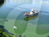 FEATURE - Schwanenrettung