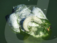 FEATURE - Schwanenrettung