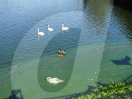 FEATURE - Schwanenrettung