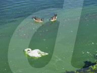 FEATURE - Schwanenrettung