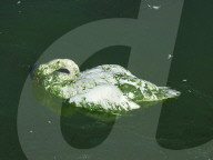 FEATURE - Schwanenrettung