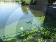 FEATURE - Schwanenrettung