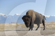 FEATURE - Bisons im Yellowstone Park