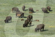 FEATURE - Bisons im Yellowstone Park