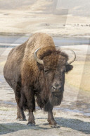FEATURE - Bisons im Yellowstone Park