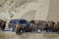FEATURE - Bisons im Yellowstone Park