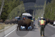 FEATURE - Bisons im Yellowstone Park