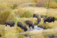 FEATURE - Bisons im Yellowstone Park