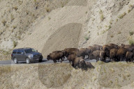 FEATURE - Bisons im Yellowstone Park