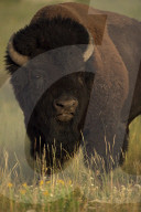 FEATURE - Bisons im Yellowstone Park