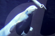 FEATURE - Eine Belugawaldame zeigt ihre zwei Kälber in Zhuhai City