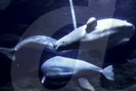 FEATURE - Eine Belugawaldame zeigt ihre zwei Kälber in Zhuhai City