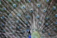 FEATURE - Farbenfrohen Pfau zeigt sich von der besten Seite