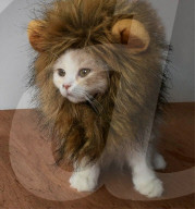 FEATURE - Katze 'verkleidet' sich als Lion King