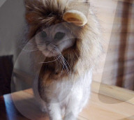 FEATURE - Katze 'verkleidet' sich als Lion King