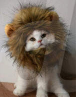 FEATURE - Katze 'verkleidet' sich als Lion King