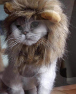 FEATURE - Katze 'verkleidet' sich als Lion King