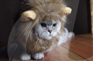 FEATURE - Katze 'verkleidet' sich als Lion King