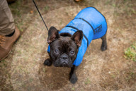 FEATURE - Dog Show: Die schönsten Hunde in Lissabon