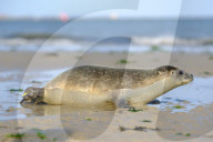 FEATURE - Vier kleine Seehunde werden an einem Strand der Nordseeinsel Juist ausgewildert