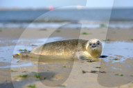 FEATURE - Vier kleine Seehunde werden an einem Strand der Nordseeinsel Juist ausgewildert