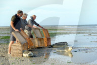 FEATURE - Vier kleine Seehunde werden an einem Strand der Nordseeinsel Juist ausgewildert