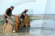 FEATURE - Vier kleine Seehunde werden an einem Strand der Nordseeinsel Juist ausgewildert