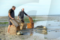FEATURE - Vier kleine Seehunde werden an einem Strand der Nordseeinsel Juist ausgewildert