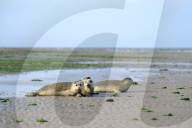 FEATURE - Vier kleine Seehunde werden an einem Strand der Nordseeinsel Juist ausgewildert