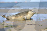 FEATURE - Vier kleine Seehunde werden an einem Strand der Nordseeinsel Juist ausgewildert