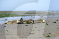 FEATURE - Vier kleine Seehunde werden an einem Strand der Nordseeinsel Juist ausgewildert