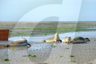 FEATURE - Vier kleine Seehunde werden an einem Strand der Nordseeinsel Juist ausgewildert