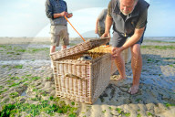 FEATURE - Vier kleine Seehunde werden an einem Strand der Nordseeinsel Juist ausgewildert
