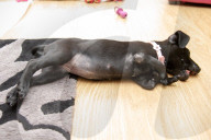 FEATURE - Roo der Labrador-Welpe wurde mit sechs Beinen geboren