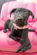 FEATURE - Roo der Labrador-Welpe wurde mit sechs Beinen geboren