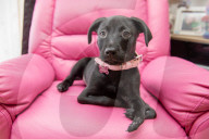 FEATURE - Roo der Labrador-Welpe wurde mit sechs Beinen geboren