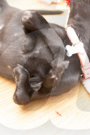 FEATURE - Roo der Labrador-Welpe wurde mit sechs Beinen geboren