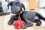 FEATURE - Roo der Labrador-Welpe wurde mit sechs Beinen geboren