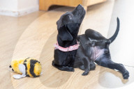 FEATURE - Roo der Labrador-Welpe wurde mit sechs Beinen geboren